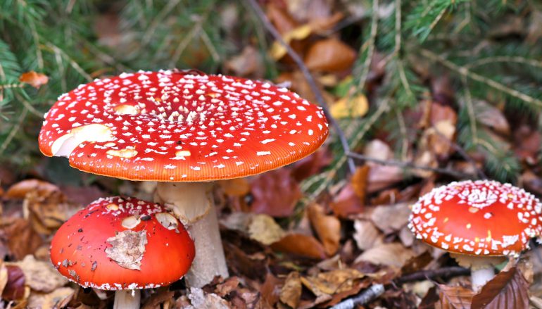 Op paddenstoelentocht in de natuur!
